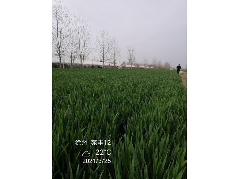 苑豐12，徐州試驗(yàn)大田