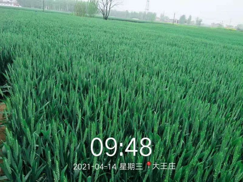 安徽臨泉，苑豐12，大田表現(xiàn)