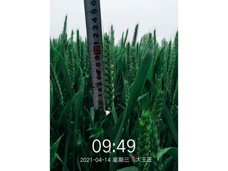 安徽臨泉，苑豐12，大田表現(xiàn)