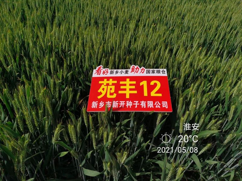 苑豐12，淮安市大田表現(xiàn)